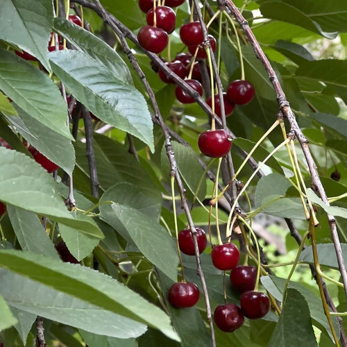 Sweet Cherry Hedging | Prunus avium Shrubs