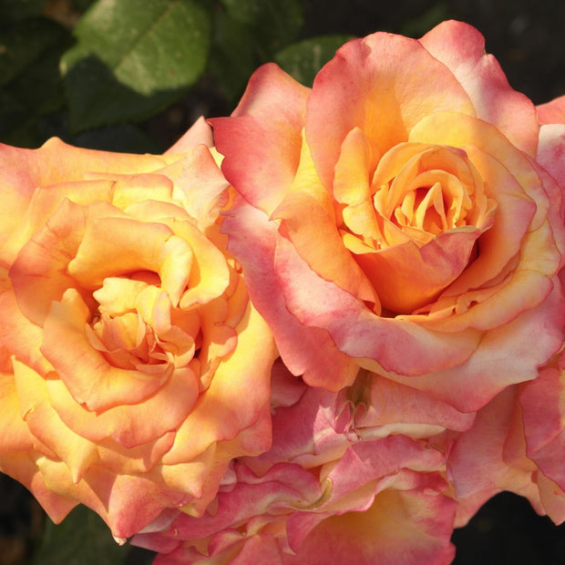 'Little Sunset' Patio Shrub Rose Shrubs