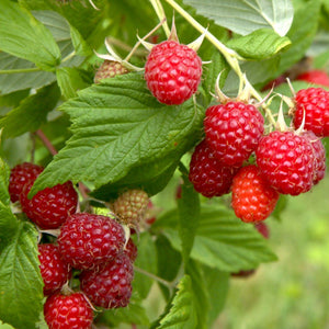 'Heritage' Raspberry Plant Soft Fruit