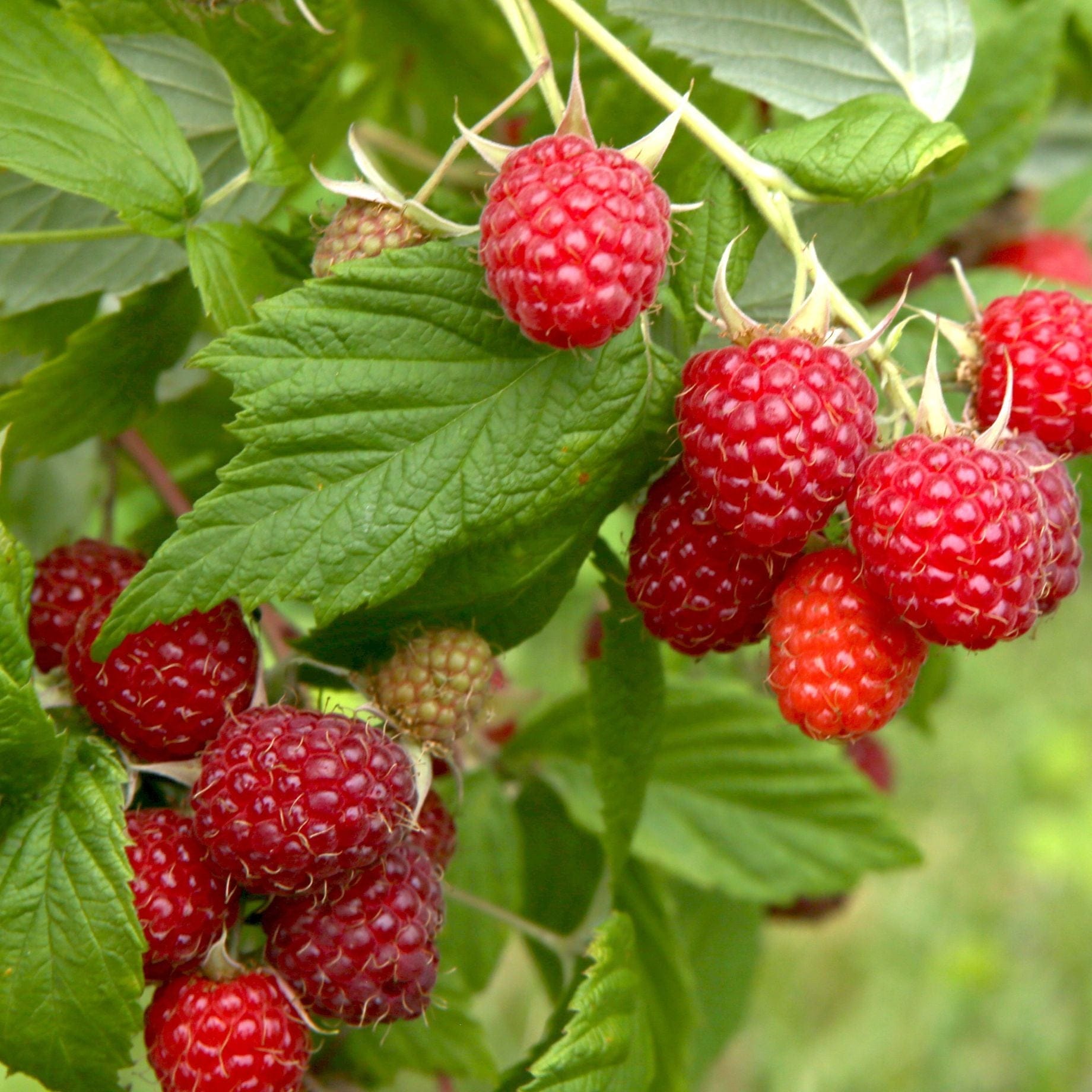 Herritage Raspbery 'Heritage' Raspberry Plant – Roots Plants