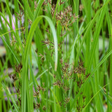 Sweet Galingale | Cyperus longus Pond Plants