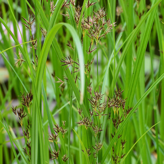 Sweet Galingale | Cyperus longus Pond Plants