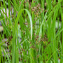 Sweet Galingale | Cyperus longus Pond Plants