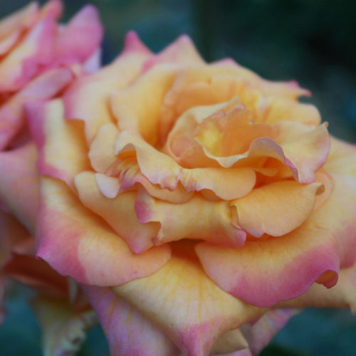 'Little Sunset' Patio Shrub Rose Shrubs