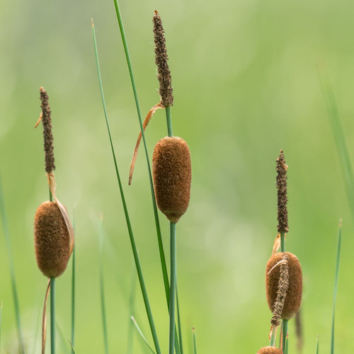Miniature Bulrush | Typha minima Pond Plants