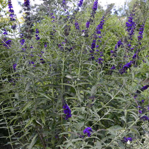 Buddleja davidii 'Black Knight' Shrubs