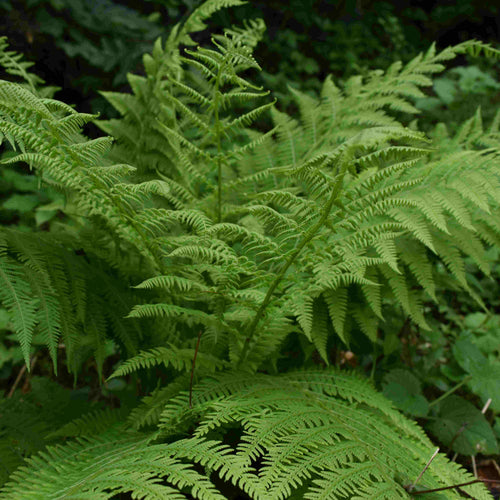 Lady Fern | Athyrium filix femina Pond Plants