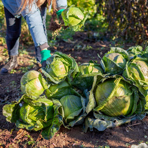 'Tundra F1' Winter Cabbage Plants Vegetables