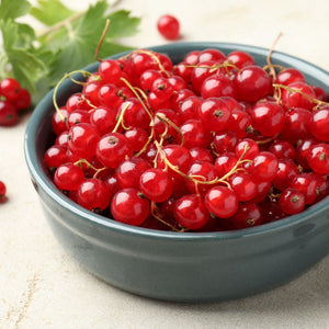 'Rolan' Redcurrant Bush Soft Fruit