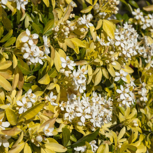 Mexican Orange Blossom | Choisya ternata 'Sundance' Shrubs