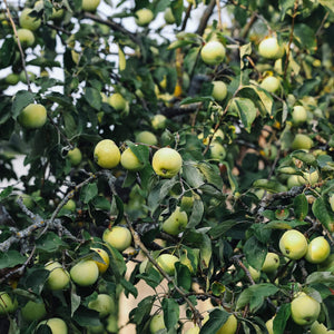 'Galloway Pippin' Apple Tree Fruit Trees