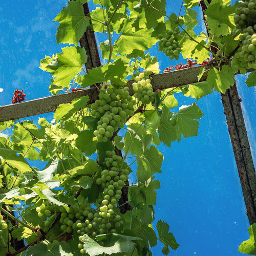 Grapes for Greenhouses Collection Soft Fruit