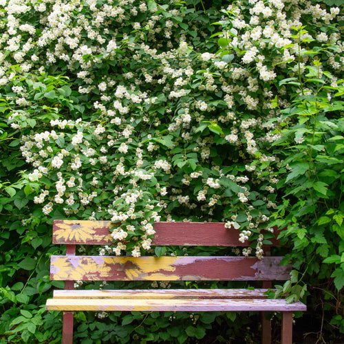 Ultimate Fragrant Climbing Plants Collection Climbing Plants