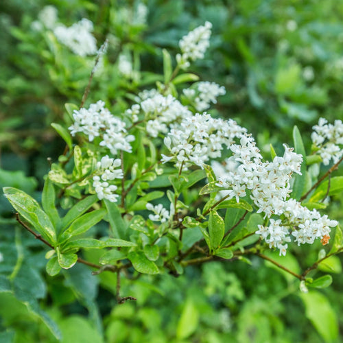Common Privet | Ligustrum ovalifolium Shrubs