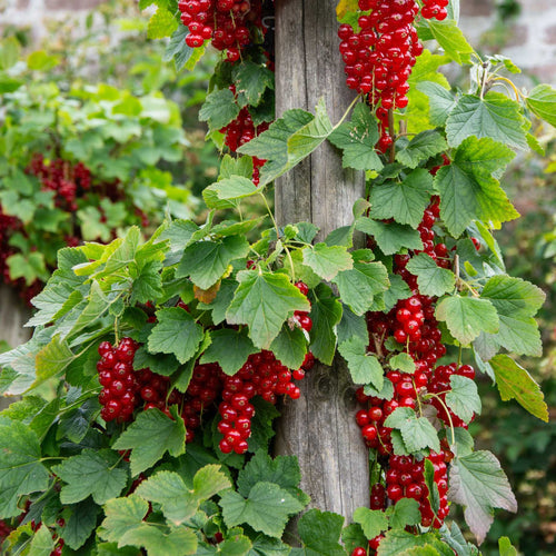 'Rolan' Redcurrant Bush Soft Fruit