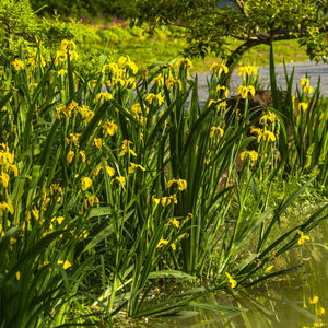 Yellow Flag Iris | Iris pseudacorus Pond Plants
