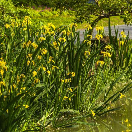 Yellow Flag Iris | Iris pseudacorus Pond Plants