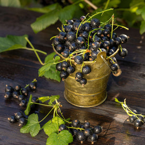 'Ben Alder' Blackcurrant Bush Soft Fruit