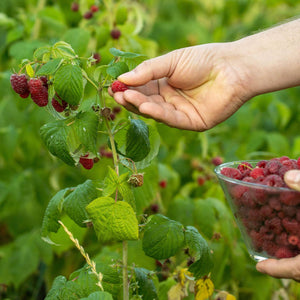 'Autumn Treasure' Raspberry Plant Soft Fruit