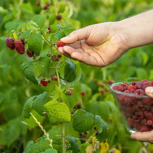 'Autumn Treasure' Raspberry Plant Soft Fruit