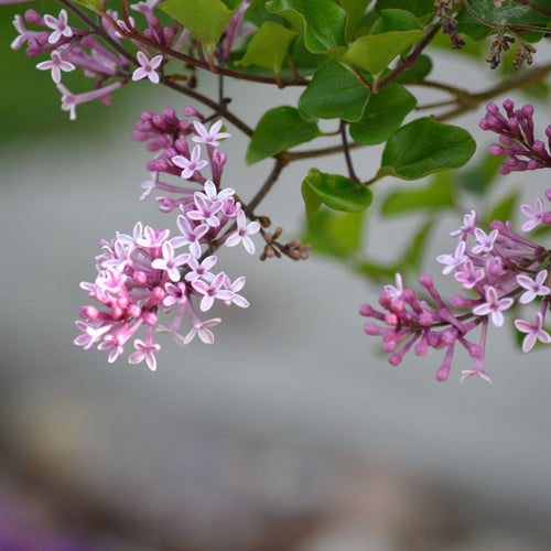 Patio Lilac Tree | Syringa meyeri 'Palibin' Shrubs