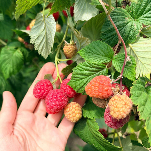 'Autumn Treasure' Raspberry Plant Soft Fruit