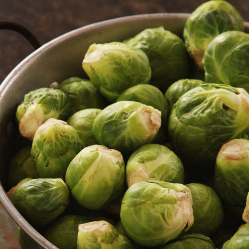 'Brilliant F1' Brussels Sprout Plants Vegetables