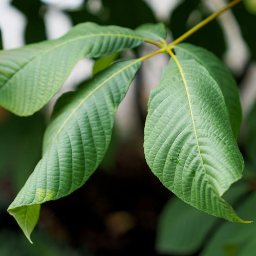 Paw-Paw Plant | Asimina triloba 'Sunflowers' Soft Fruit