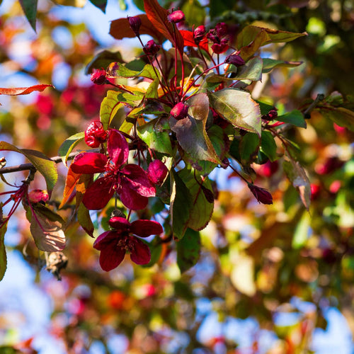 'Red Glow' Crabapple Tree Fruit Trees