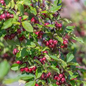 'Red Glow' Crabapple Tree Fruit Trees