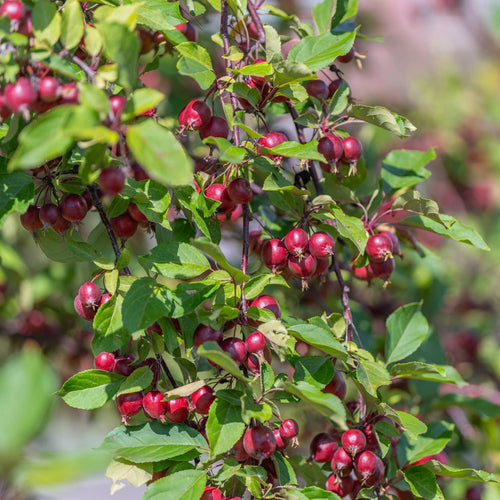 'Red Glow' Crabapple Tree Fruit Trees