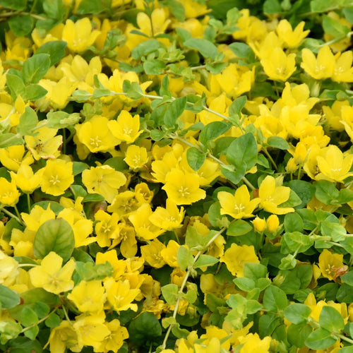 Golden Creeping Jenny | Lysimachia nummularia 'Aurea' Pond Plants
