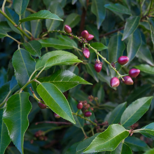 Patio Portuguese Laurel Tree | Prunus lusitanica 'Angustifolia' Shrubs