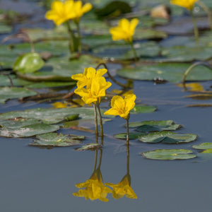 Yellow Floating Heart | Nymphoides peltata Pond Plants