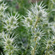 Sea Holly | Eryngium 'Magical Silver' Perennial Bedding