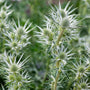 Sea Holly | Eryngium 'Magical Silver' Perennial Bedding
