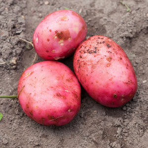 'Setanta' Maincrop Seed Potatoes Vegetables