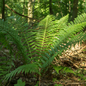 Male Fern | Dryopteris Filix Mas Perennial Bedding