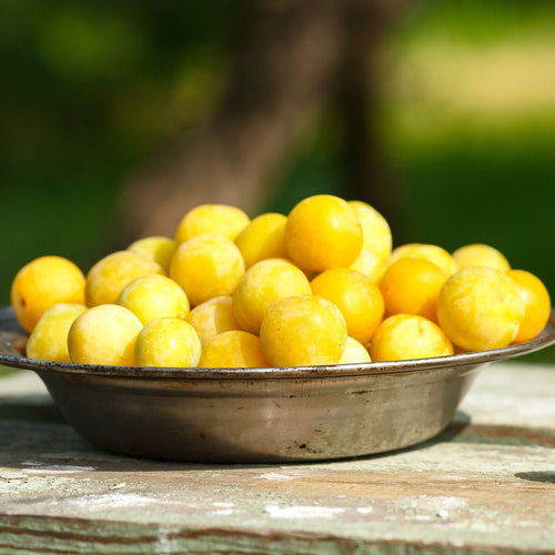 'Mirabelle Golden Sphere' Plum Tree Fruit Trees