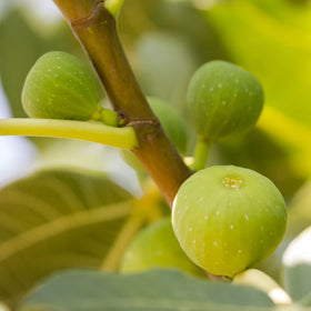 'White Marseilles' Fig Tree Mediterranean Fruit Trees