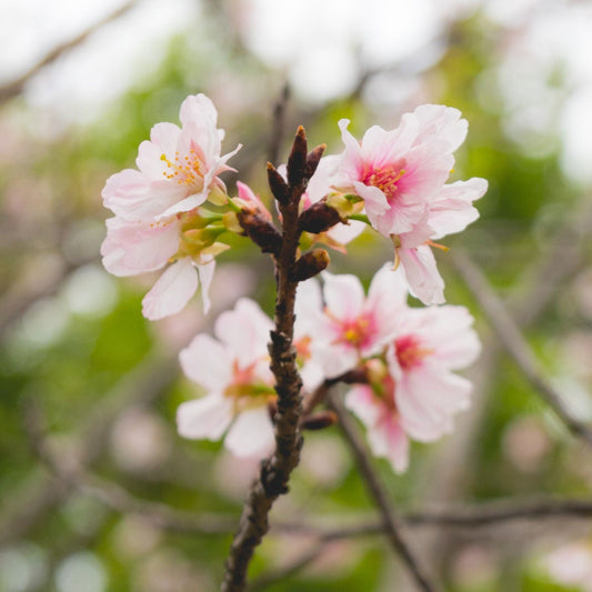 Dwarf Fuji Cherry Blossom Tree | Prunus incisa 'Kojo-no-mai' Shrubs