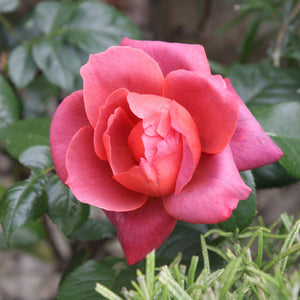 'Ruby Wedding' Hybrid Tea Rose Shrubs