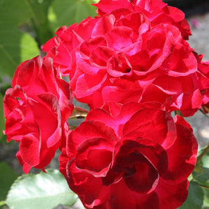 'Ruby Wedding' Hybrid Tea Rose Shrubs