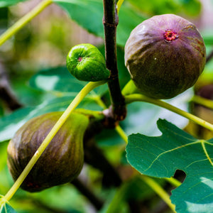 UK Hardy Fig Tree | 'Brown Turkey' Mediterranean Fruit Trees