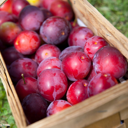 'Victoria Improved' Patio Plum Tree Fruit Trees