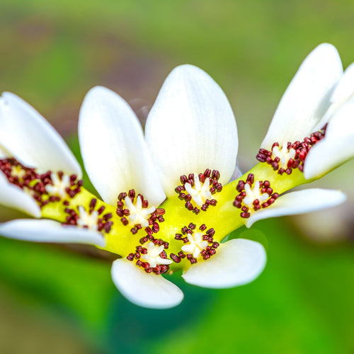Water Hawthorn | Aponogeton distachyos Pond Plants