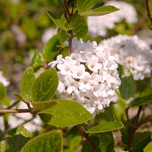 Arrowwood | Viburnum x bodnantense 'Dawn' Shrubs