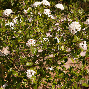 Arrowwood | Viburnum x bodnantense 'Dawn' Shrubs