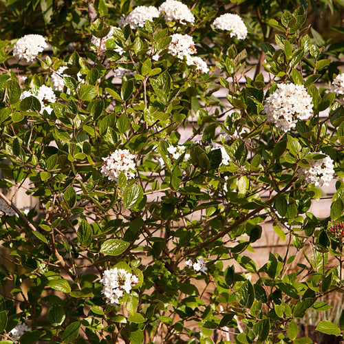 Arrowwood | Viburnum x bodnantense 'Dawn' Shrubs