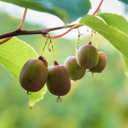 Hardy Kiwi Plant | Actinidia arguta var. purpurea (female) Soft Fruit